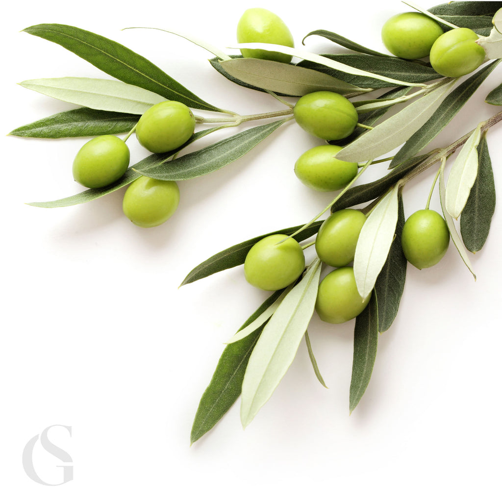 pale green olives attached to two leafy branches, a white background