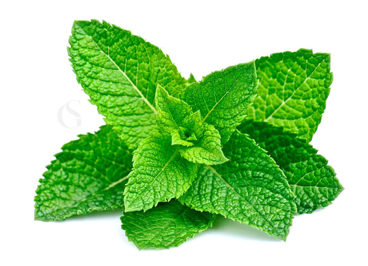 bright green, textured leaves photographed from the top on a white background