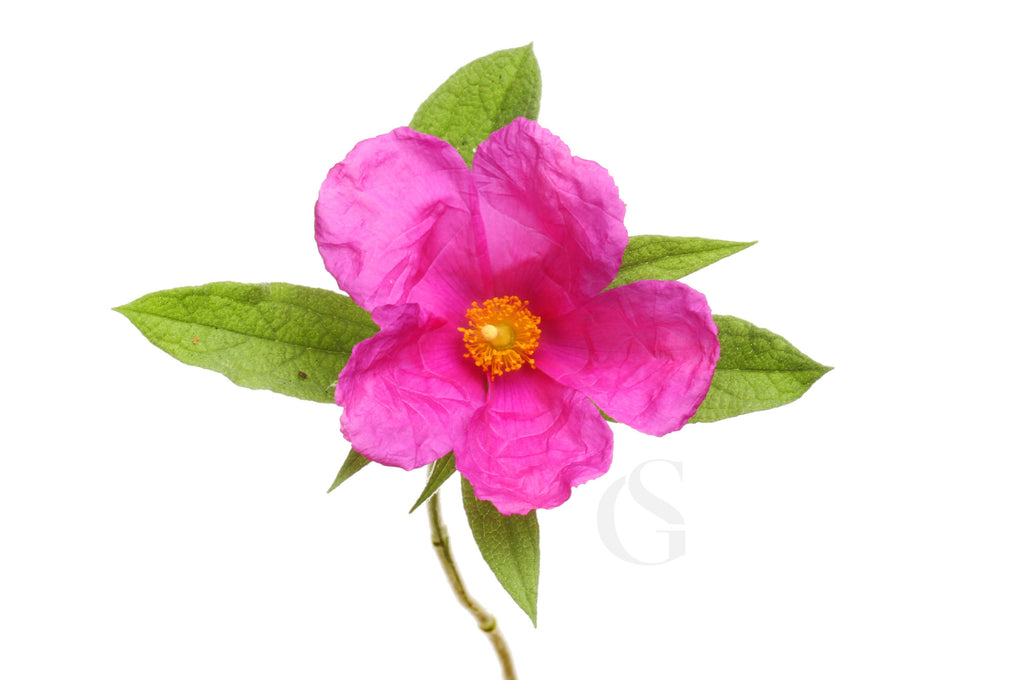 bright pink flower with yellow center and green leaves on stem, white background