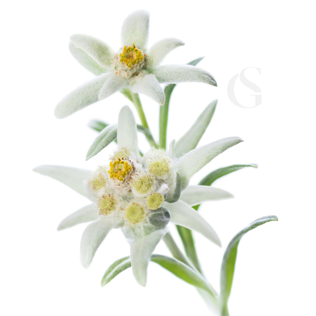 white flower with yellow centers and green stem with leaves, white background