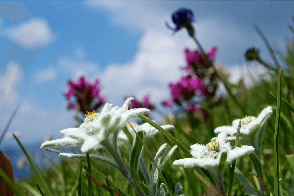 White and yellow edelweiss flowers in focus in foreground with green grass, purple flowers and blue sky in background