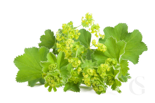 spiky little yellow flowers on stems with larger jagged leaves, white background