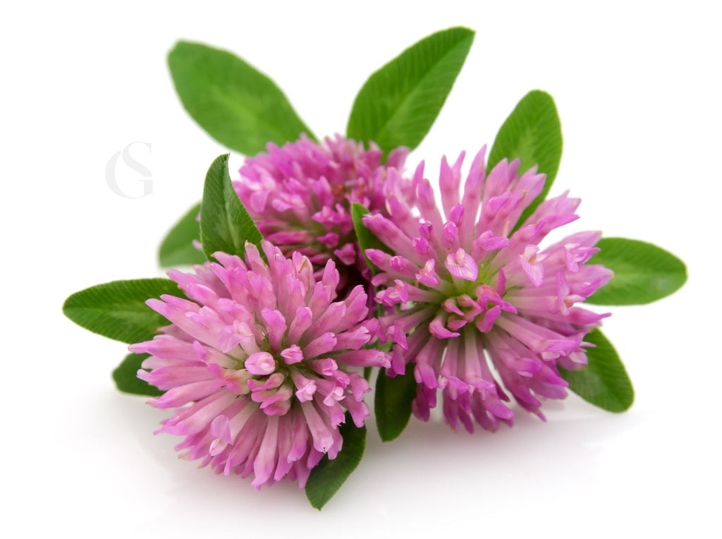 three purple-pink sphere shaped flowers facing the camera with green leaves behind, on a white background