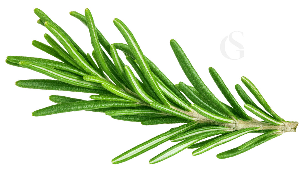 singular short stalk of bright green rosemary with stem pointing to the right on a white background