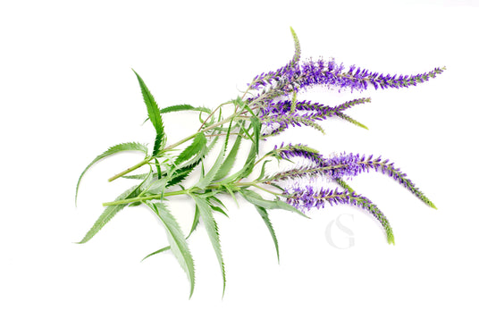 two plants laid across the image with stem and leaves on the left and stems of tiny purple flowers to the right