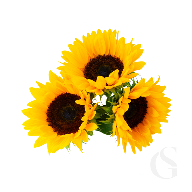 Three sunflowers on a white background