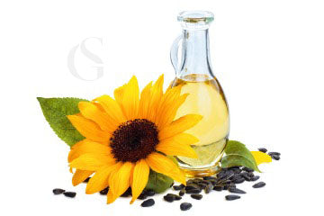 sunflower head next to a partially filled oval shaped glass bottle with narrow neck and handle, sunflower seeds in front, white background
