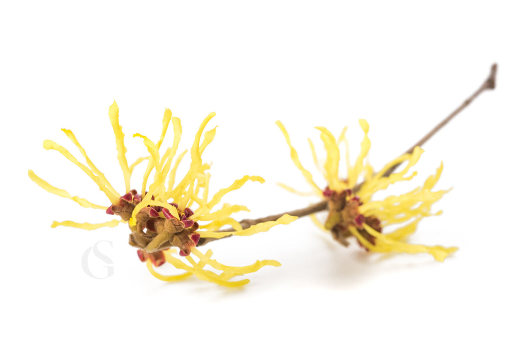 yellow strands of plant with brown and dark pink center on a stem, white background