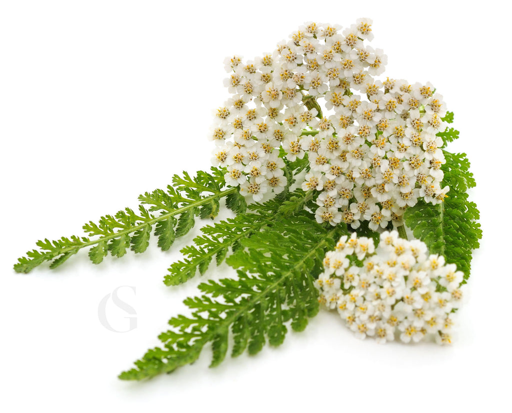 small white flowers with yellow centers, green leaves below, lying down in a small bunch, and a solid white background