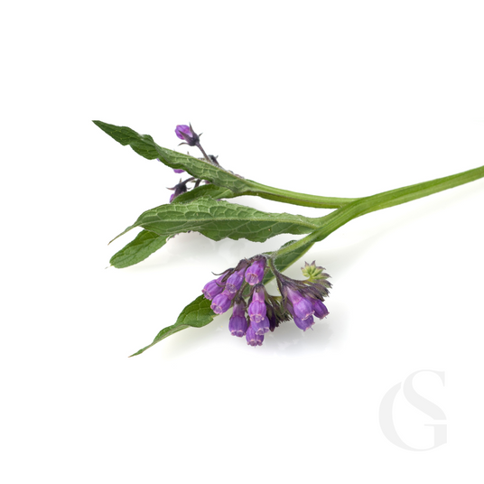 Purple flower with green leaves on a white background