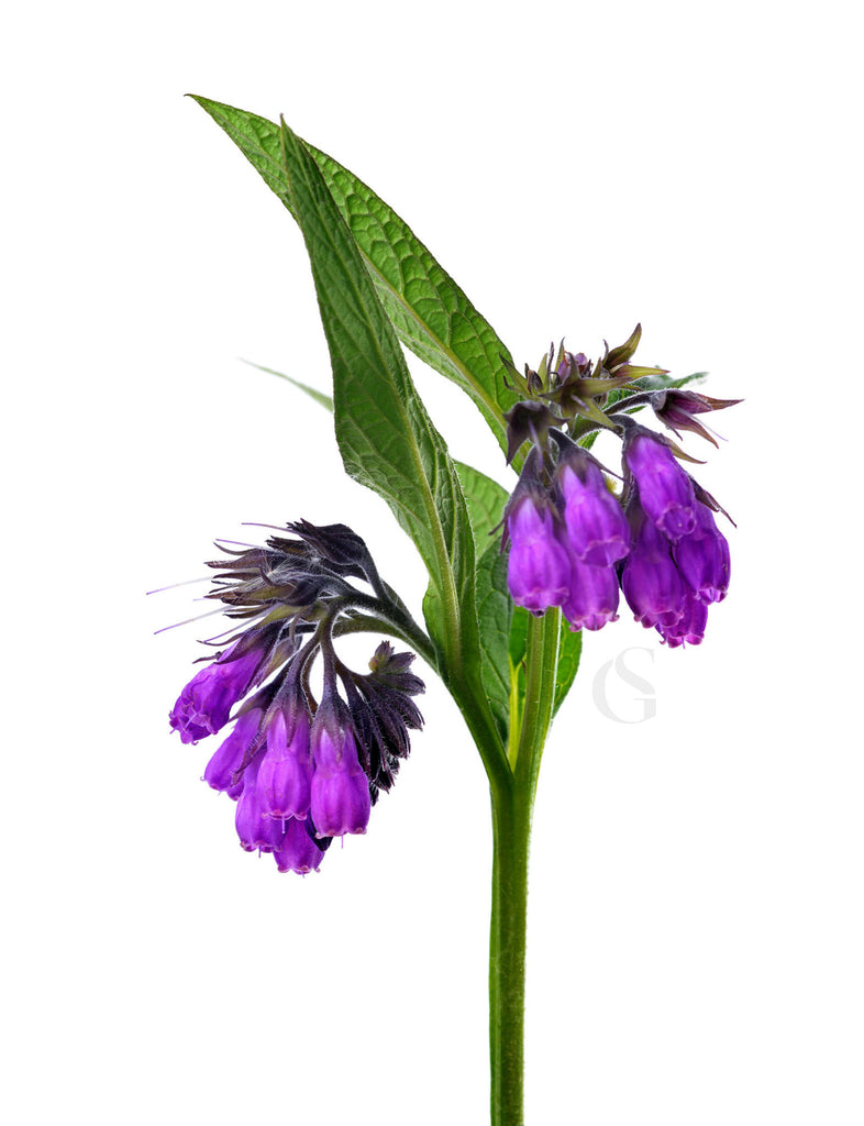white background with comfrey plant showing green stem, green leaves, and bright purple pendant shaped flowers in two clusters