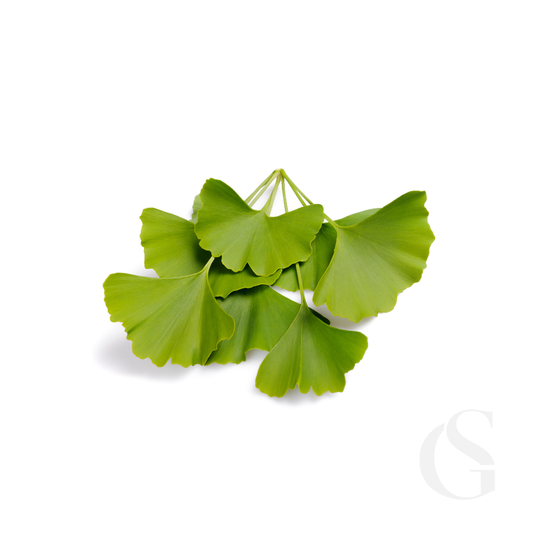 Green ginkgo biloba leaves on a white background