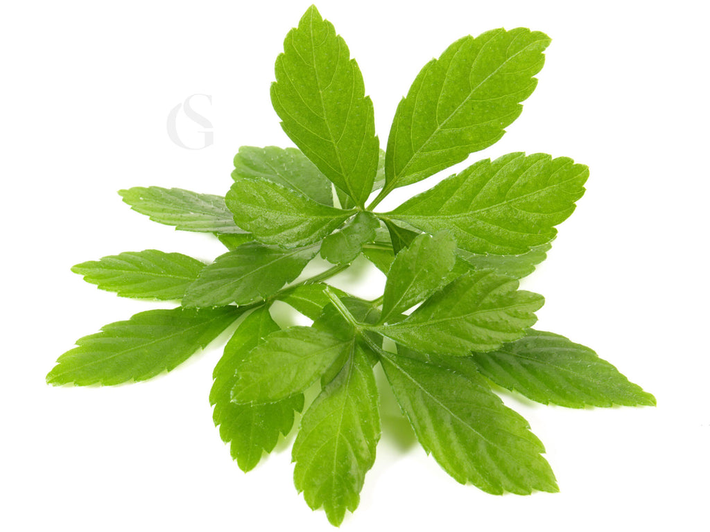 green leaves with short stems on white background