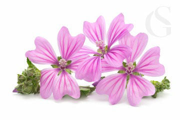 light pink flowers with bright pink stripes and heart shaped petals, small green buds and leaves attached, white background